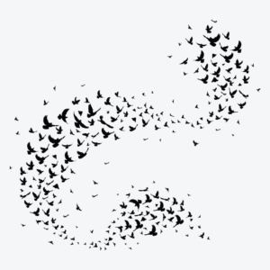 Bird Flight Patterns and Music Donation for Schools